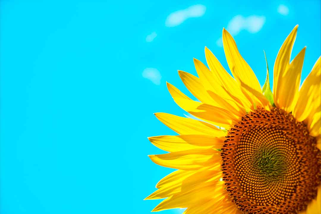 Sonnenblume